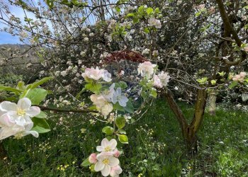 Giardino - Appartamento LOCALITA'  MANCIANA
 
2, Coreglia Antelminelli - foto 21