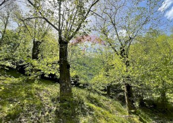 Giardino - Appartamento Via del Monte
 
4, Gallicano - foto 53