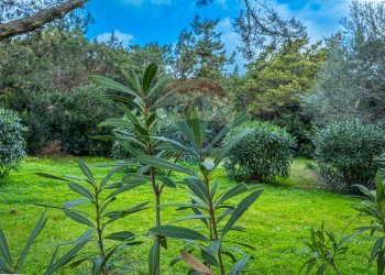 Giardino - Casa semi indipendente Località Punta Negra
 
25, Stintino - foto 4