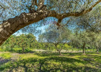 Giardino - Villa S.V. Li Buttangari, Tanca di Lu Frisciu, Sorso - foto 50