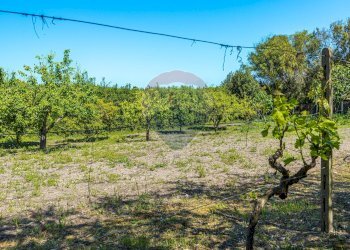 Giardino - Villa S.V. Li Buttangari, Tanca di Lu Frisciu, Sorso - foto 51