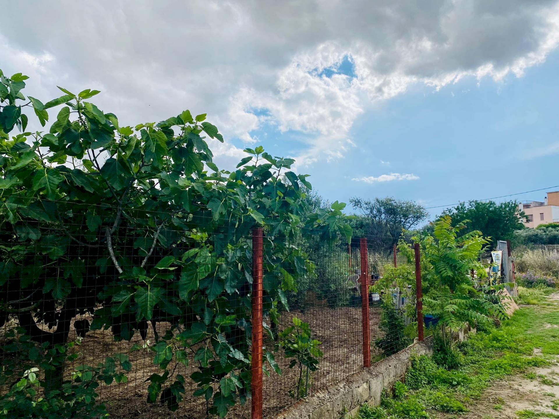 Foto 3 - Terreno edificabile VIA CARMINE VECCHIO, Lucera - foto 3