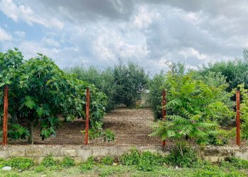 Foto 5 - Terreno edificabile VIA CARMINE VECCHIO, Lucera - foto 5