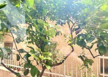 Foto 9 - Appartamento VIA MONTE SAN MICHELE, Lucera - foto 9