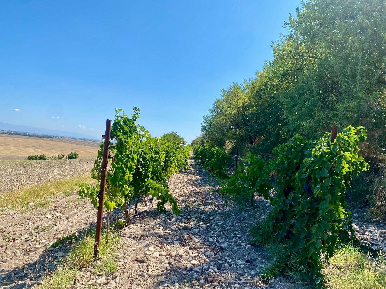 Foto 3 - Terreno agricolo LOCALITA' SAN GIUSTO, Lucera - foto 3