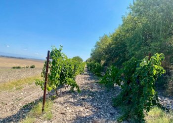 Foto 3 - Agricultural land LOCALITA' SAN GIUSTO, Lucera - photo 3