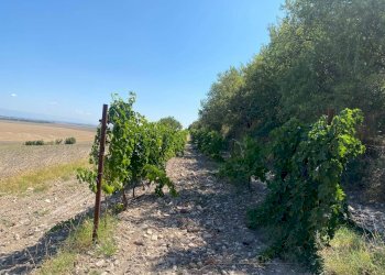 Foto 4 - Agricultural land LOCALITA' SAN GIUSTO, Lucera - photo 4