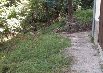 Giardino - Appartamento Ceppaloni - foto 5