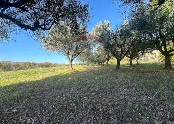 Giardino - Casa indipendente C/da Roseto
 
snc, Benevento - foto 28