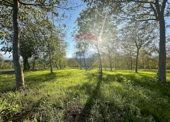Giardino - Casa indipendente C/da Roseto
 
snc, Benevento - foto 29