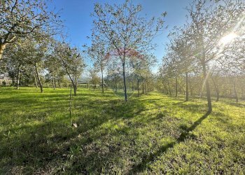 Giardino - Casa indipendente C/da Roseto
 
snc, Benevento - foto 30