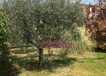 Foto 15 - Casa indipendente contrada Piangiano, Treia - foto 15