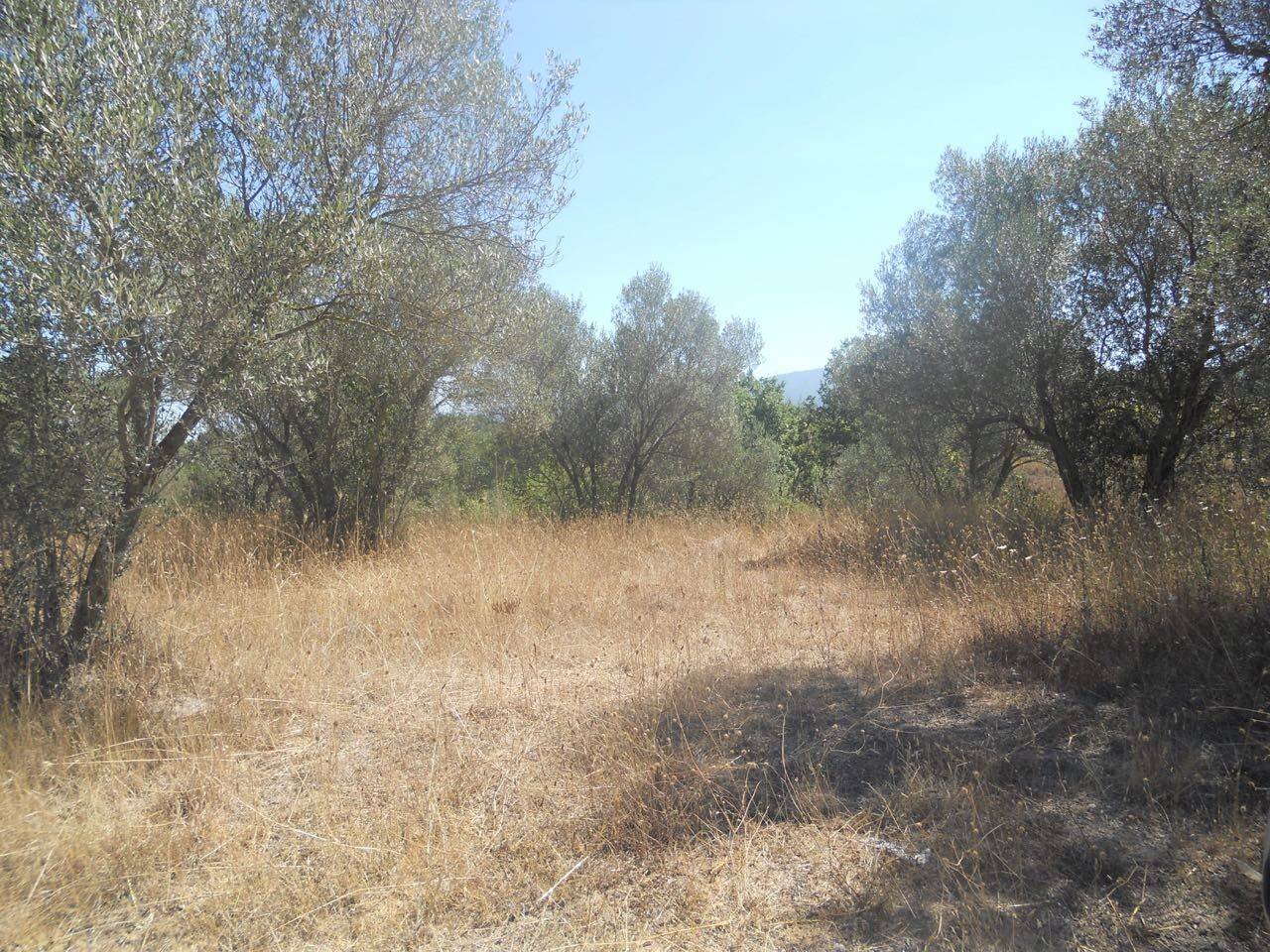 Foto 1 - Agricultural land localita' cerracchio, Vetralla - photo 1