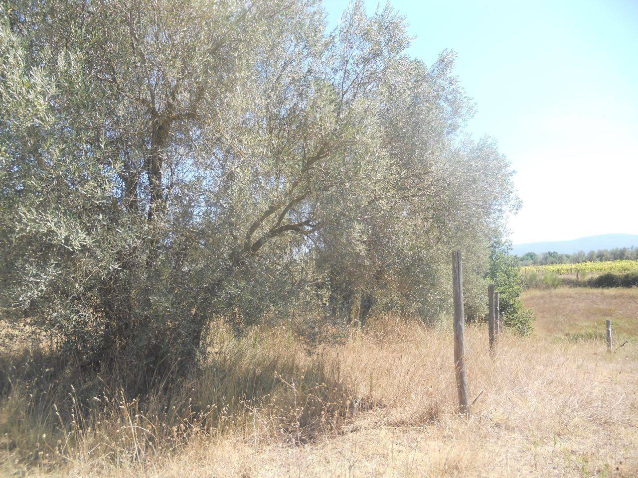 Foto 2 - Agricultural land localita' cerracchio, Vetralla - photo 2