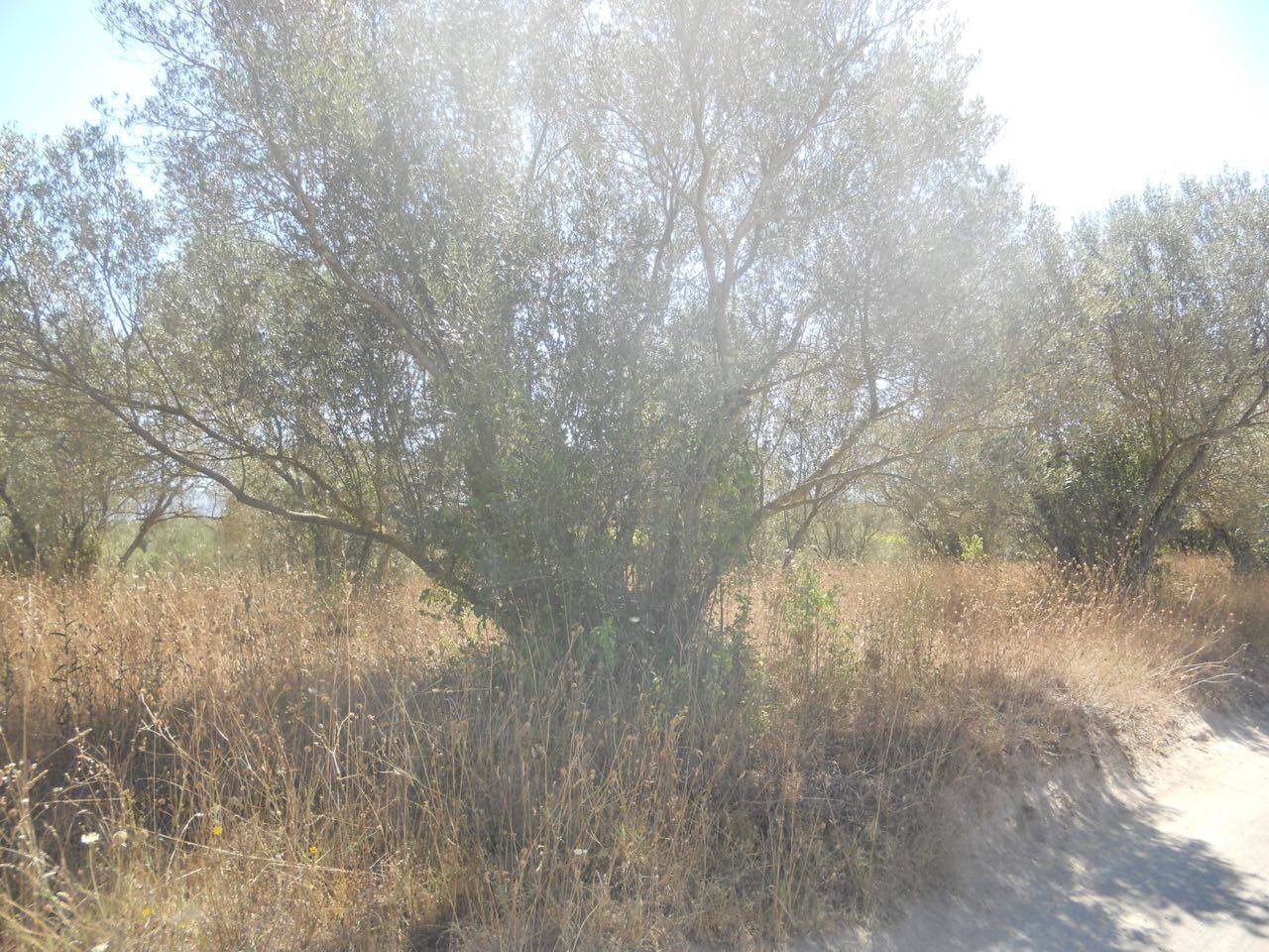 Foto 3 - Agricultural land localita' cerracchio, Vetralla - photo 3