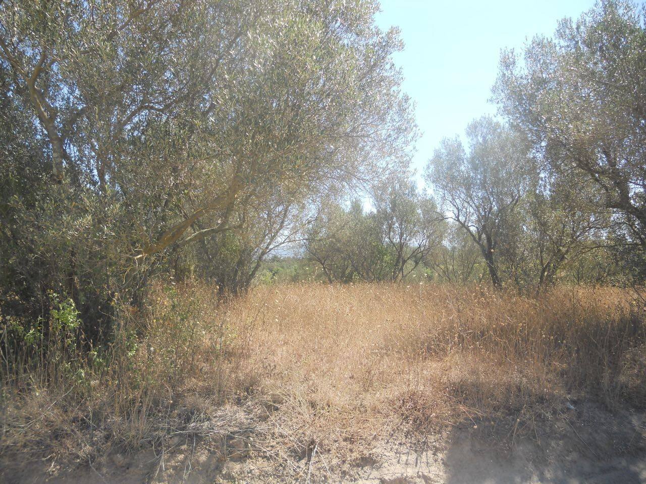 Foto 1 - Terreno agricolo localita' cerracchio, Vetralla - foto 1