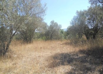 Foto 1 - Terreno agricolo localita' cerracchio, Vetralla - foto 1