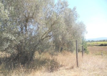 Foto 2 - Terreno agricolo localita' cerracchio, Vetralla - foto 2