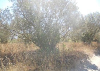 Foto 3 - Terreno agricolo localita' cerracchio, Vetralla - foto 3