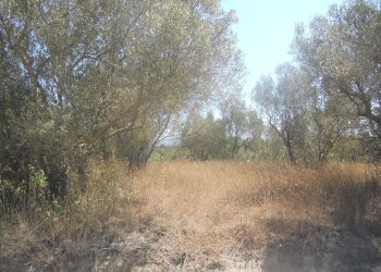 Foto 4 - Terreno agricolo localita' cerracchio, Vetralla - foto 4