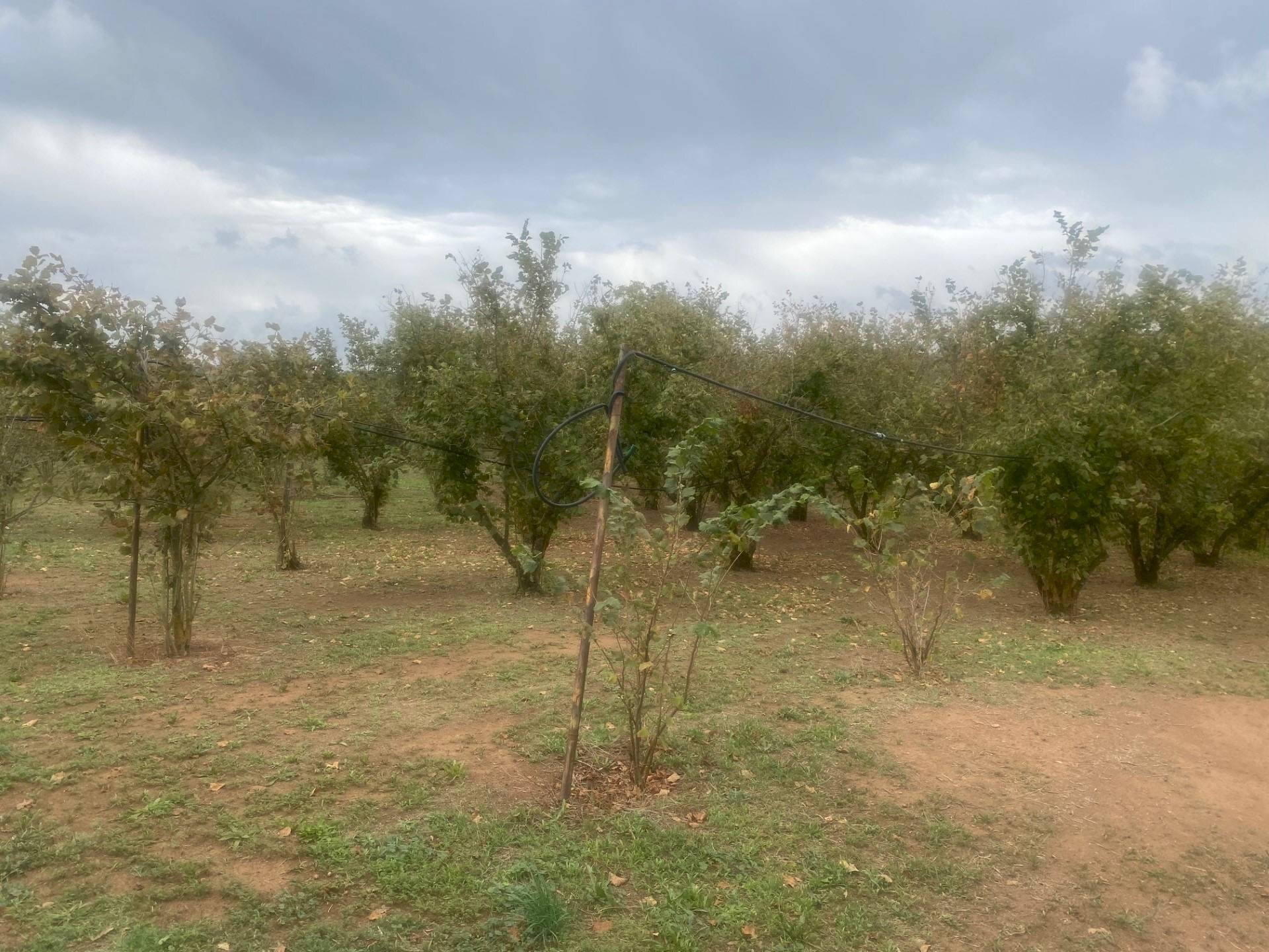 Foto 2 - Agricultural land Villa San Giovanni in Tuscia - photo 2