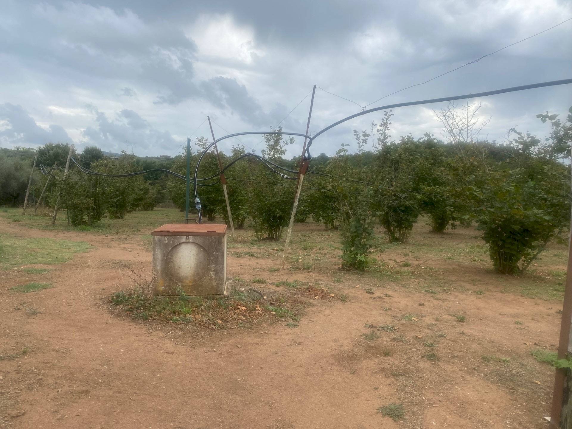 Foto 3 - Agricultural land Villa San Giovanni in Tuscia - photo 3