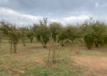 Foto 1 - Terreno agricolo Villa San Giovanni in Tuscia - foto 1