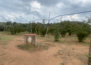 Foto 3 - Terreno agricolo Villa San Giovanni in Tuscia - foto 3