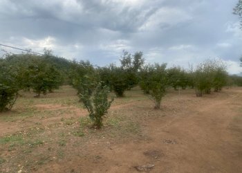 Foto 4 - Terreno agricolo Villa San Giovanni in Tuscia - foto 4