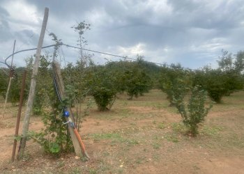 Foto 5 - Terreno agricolo Villa San Giovanni in Tuscia - foto 5