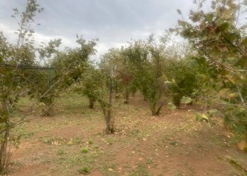 Foto 6 - Terreno agricolo Villa San Giovanni in Tuscia - foto 6