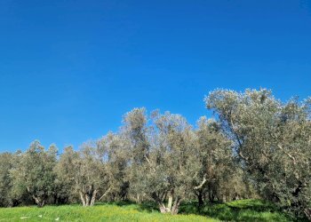 Foto 1 - Terreno agricolo località Ave Maria, Vetralla - foto 1