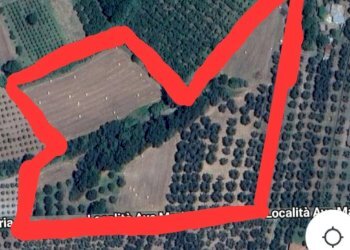 Foto 3 - Terreno agricolo località Ave Maria, Vetralla - foto 3