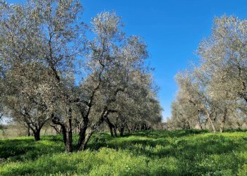 Foto 4 - Terreno agricolo località Ave Maria, Vetralla - foto 4