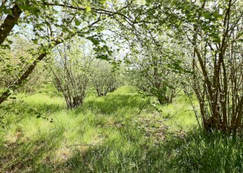 Foto 13 - Rustico Località caiolo
 
1, Capranica - foto 13