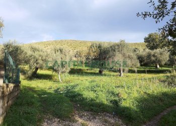 Foto 2 - Terreno agricolo via radiccio, Pastorano - foto 2