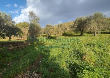 Foto 3 - Terreno agricolo via radiccio, Pastorano - foto 3