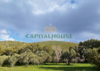 Foto 4 - Terreno agricolo via radiccio, Pastorano - foto 4