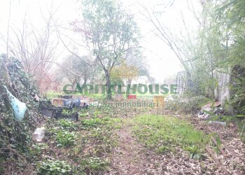 Foto 4 - Terreno edificabile via calvi, Pignataro Maggiore - foto 4