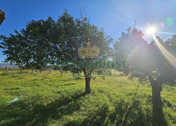 Foto 15 - Rustico via palonessa, Pignataro Maggiore - foto 15