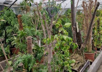 Giardino - Commercial Premises via Farano
4/a, Formia - photo 4