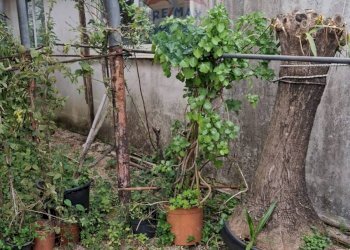 Giardino - Commercial Premises via Farano
4/a, Formia - photo 13