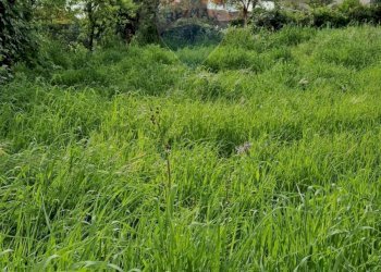 Giardino - Independent house Cassino - photo 11