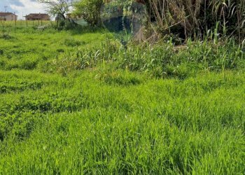 Giardino - Independent house Cassino - photo 15