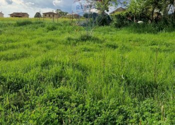 Giardino - Independent house Cassino - photo 20