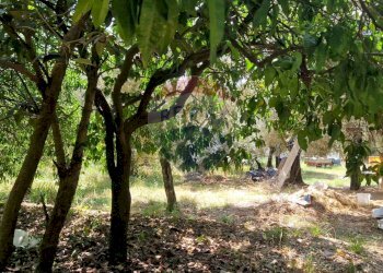 Giardino - Terreno agricolo Tre Cipolle
 
snc, Minturno - foto 8