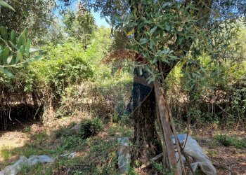 Giardino - Terreno agricolo Tre Cipolle
 
snc, Minturno - foto 9