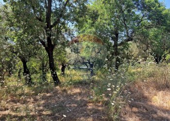 Giardino - Terreno agricolo Tre Cipolle
 
snc, Minturno - foto 10