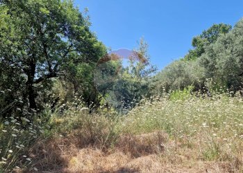 Giardino - Terreno agricolo Tre Cipolle
 
snc, Minturno - foto 12