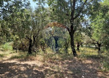 Giardino - Terreno agricolo Tre Cipolle
 
snc, Minturno - foto 13